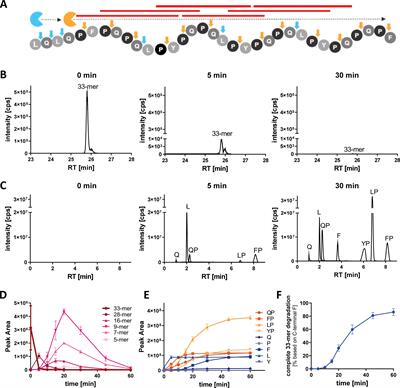 Exopeptidase combination enhances the degradation of isotopically labelled gluten immunogenic peptides in humans